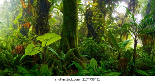 Rain forest in Central America - Shutterstock ID 2174738431