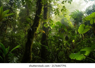 Tropical Jungles Southeast Asia August Stock Photo 1690224853 