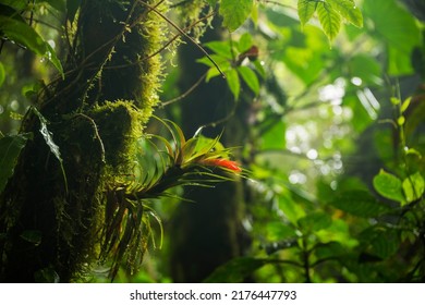 Rain forest in Central America - Shutterstock ID 2176447793