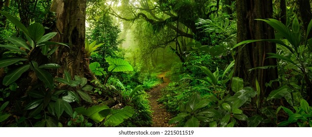 Rain forest in Central America - Shutterstock ID 2215011519