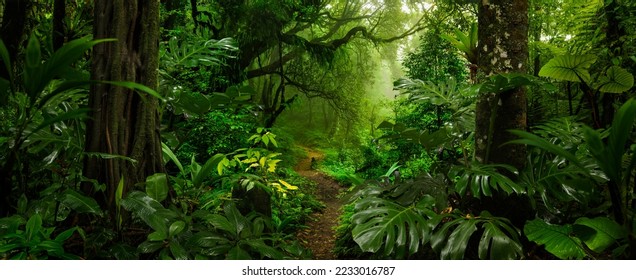 Rain forest in Central America - Shutterstock ID 2233016787