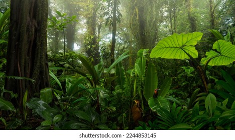 Rain forest in Central America - Shutterstock ID 2244853145
