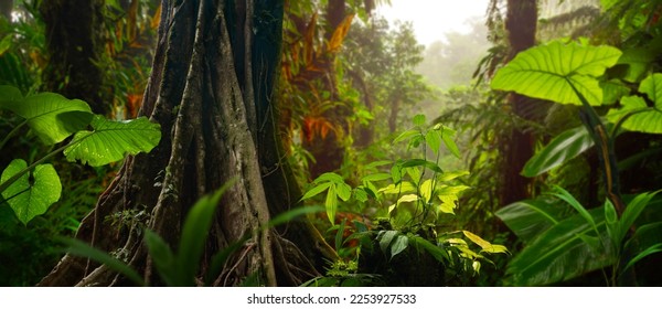 Rain forest in Central America - Powered by Shutterstock