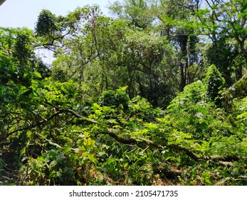 Rain Forest In Depok, West Java, Indonesia (Landscape)