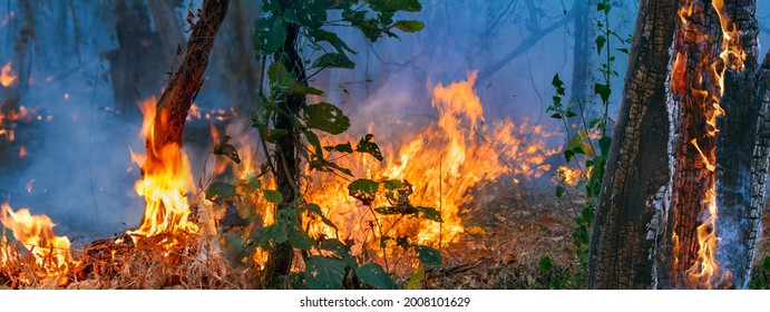 Rain Forest Fire Is Burning Caused By Humans