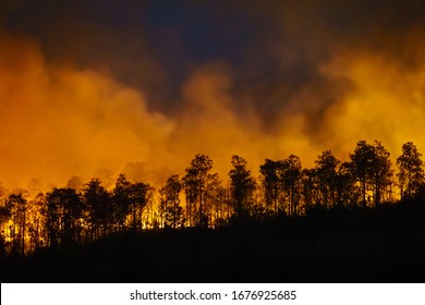 Rain Forest Fire Disaster Is Burning Caused By Humans