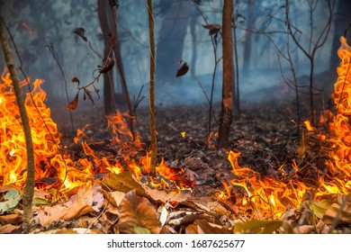 Rain Forest Fire Disaster Is Burning Caused By Humans