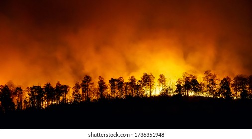 Rain Forest Fire Disaster Is Burning Caused By Humans