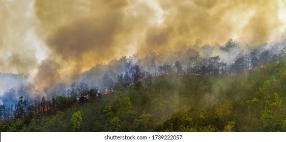 Rain Forest Fire Disaster Is Burning Caused By Humans