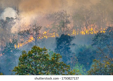 Rain Forest Fire Disaster Is Burning Caused By Humans