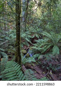 Rain Forest Gallery In Australia 