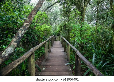 Rain Forest Of God's Window