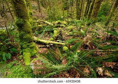 Rain Forest In Goldstream Provincial Park, Victoria, Bc, Canada