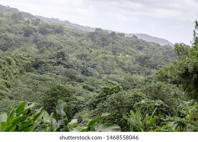 Rain Forest Grenada Landscape Caribbean Sea