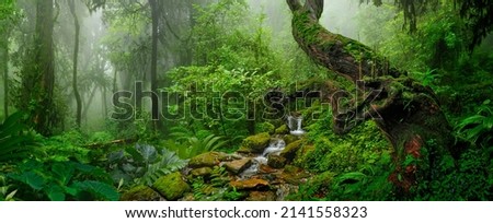 Rain forest with morning mist