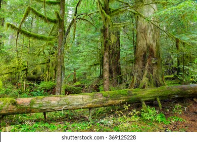 Rain Forest in Oregon - Powered by Shutterstock