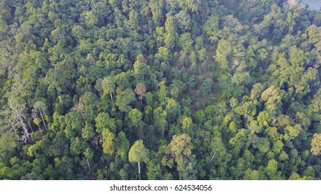 4,154 Sumatra national park Images, Stock Photos & Vectors | Shutterstock