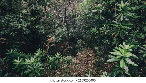 Rain Forest In A Small Village Ardrishaig. Green Leaves Close-up. Loch Fyne, Crinan Canal, Scotland, UK. Dark Mysterious Landscape. Ecology, Environmental Protection, National Landmark, Eco Tourism