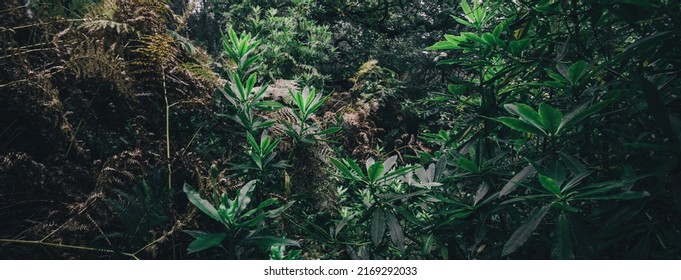 Rain Forest In A Small Village Ardrishaig. Green Leaves Close-up. Loch Fyne, Crinan Canal, Scotland, UK. Dark Mysterious Landscape. Ecology, Environmental Protection, National Landmark, Eco Tourism