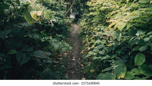 Rain Forest In A Small Village Ardrishaig. Green Leaves Close-up. Loch Fyne, Crinan Canal, Scotland, UK. Dark Mysterious Landscape. Ecology, Environmental Protection, National Landmark, Eco Tourism