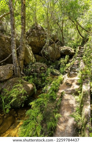 Rain forest stone stairs, pure unattached nature, Isalo national park. Beautiful unattached Madagascar wilderness exotic landscape. Stockfoto © 