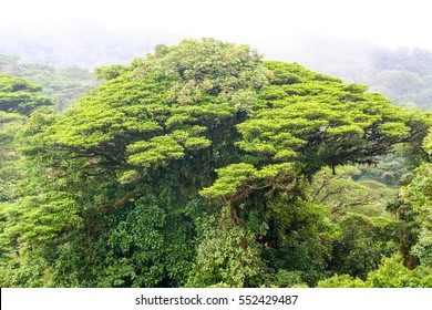 Rain Forest Tree In Monteverde Costa Rica Cloud Forest. Tree Canopy