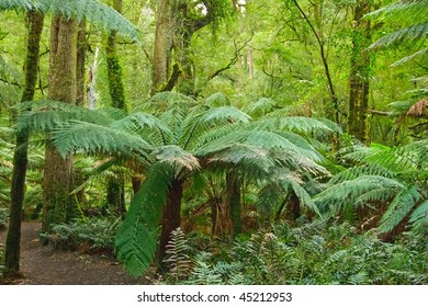 Rain Forest, Victoria, Australia