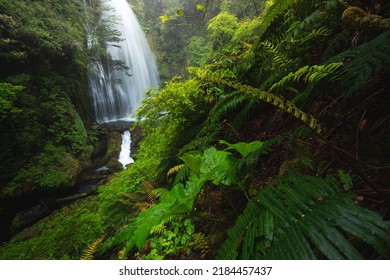 Rain Forest Waterfall, South Of Chile