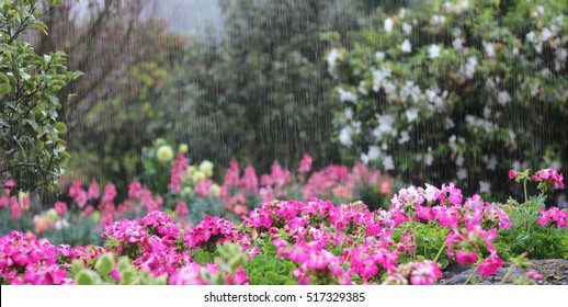 Rain Gardens Pink Flowers