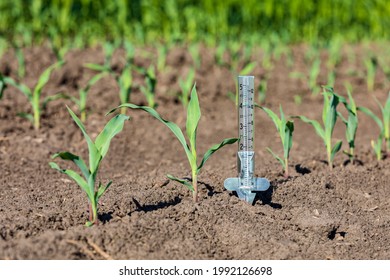 Rain Gauge In Cornfield. Drought, Dry Weather And Farming Concept.