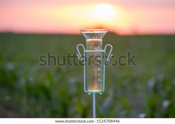 Rain gauge for water measurement standing in corn\
field at sunset