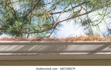 A rain gutter on a home filled with dry pine needles.