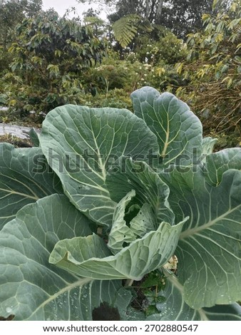 the rain has started to fall, vegetables are growing well again
