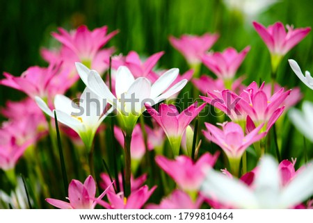 Rain Lily Flower is grown in home gardens