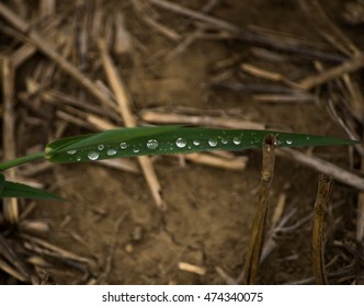 Rain on leaf
