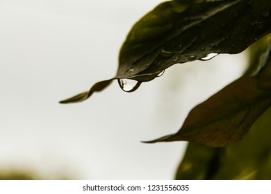 Rain on a leaf Close up