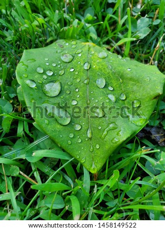 Similar – Image, Stock Photo Water Droplet on Green Leaf