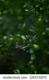 rain on the web