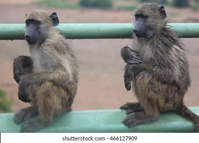 Rain Soaked Baboons Sitting On Bridge Railing