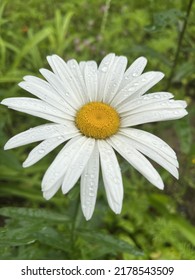 Rain Soaked Daisy Cankiri Turkey