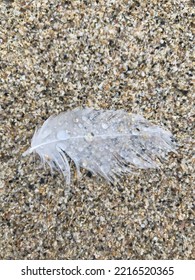 Rain Soaked Feather On The Wet Sand St Ives Cornwall