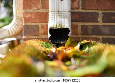 rain spout with mossy gutter