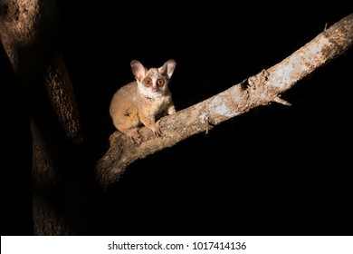 bush baby rain cover