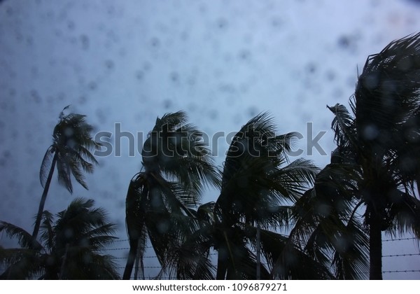 rain storm with coconut tree ,rain drop on car mirror\
,shoot inside the car