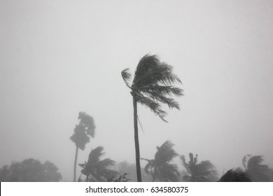 rain storm impact coconut tree