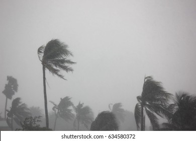 rain storm impact coconut tree,strong wind with gray sky before tornado,typhoon,or hurricane come.