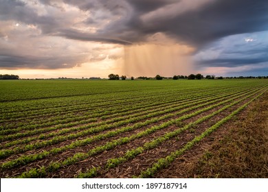 Rain Streaks And Cloud Burst Over Field