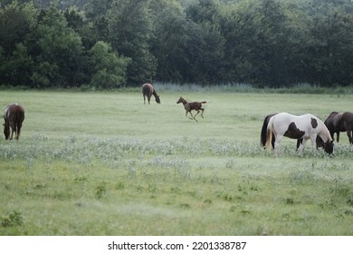 Rain In Texas Pasture Shows Fresh Foal Horse Running In Wet Weather.