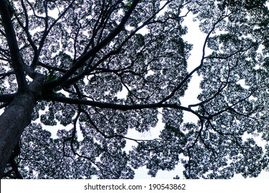 Rain Tree Abstract