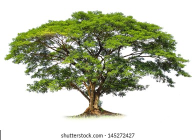 24,772 Large rainforest tree tropical Images, Stock Photos & Vectors ...